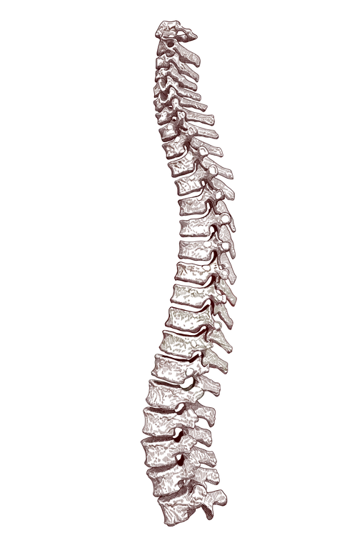 Spine Therapy